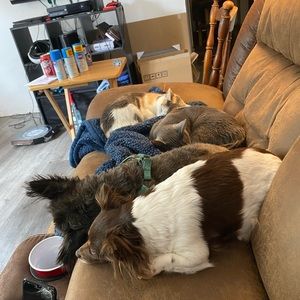 Meet your Posher, Ashley